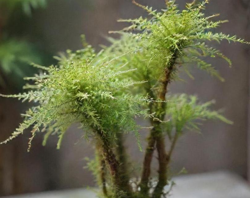 Asian Spikemoss