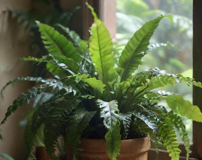 how to plant bird s nest fern