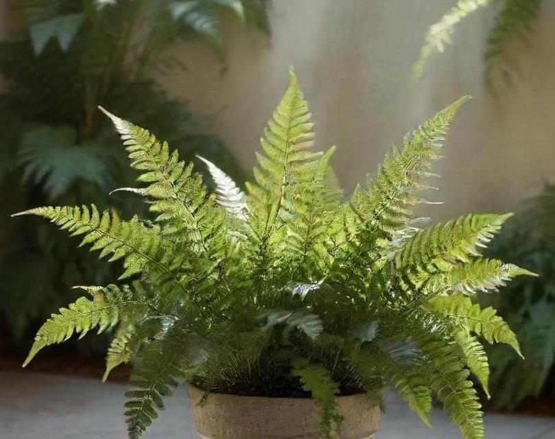 Boston Fern