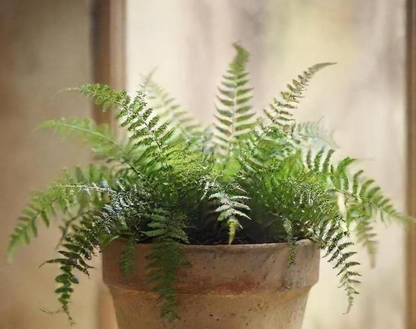 button fern care guide