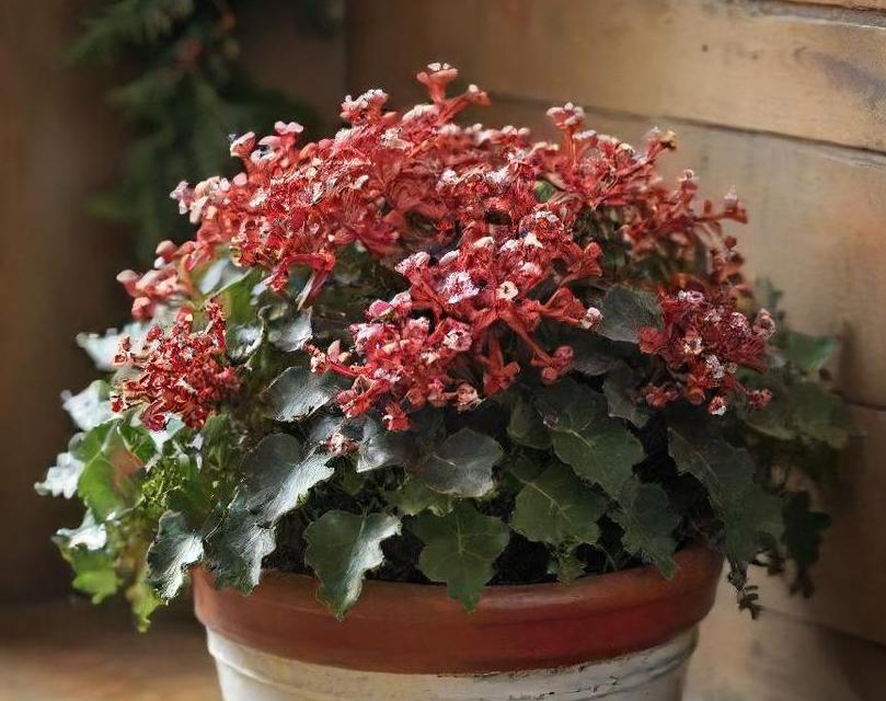 how to plant christmas kalanchoe