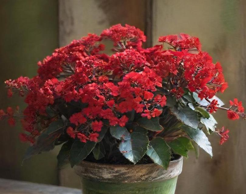 christmas kalanchoe care guide