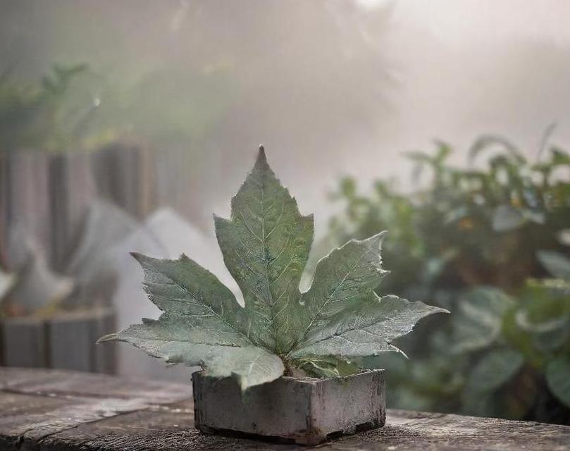 how to plant concrete leaf