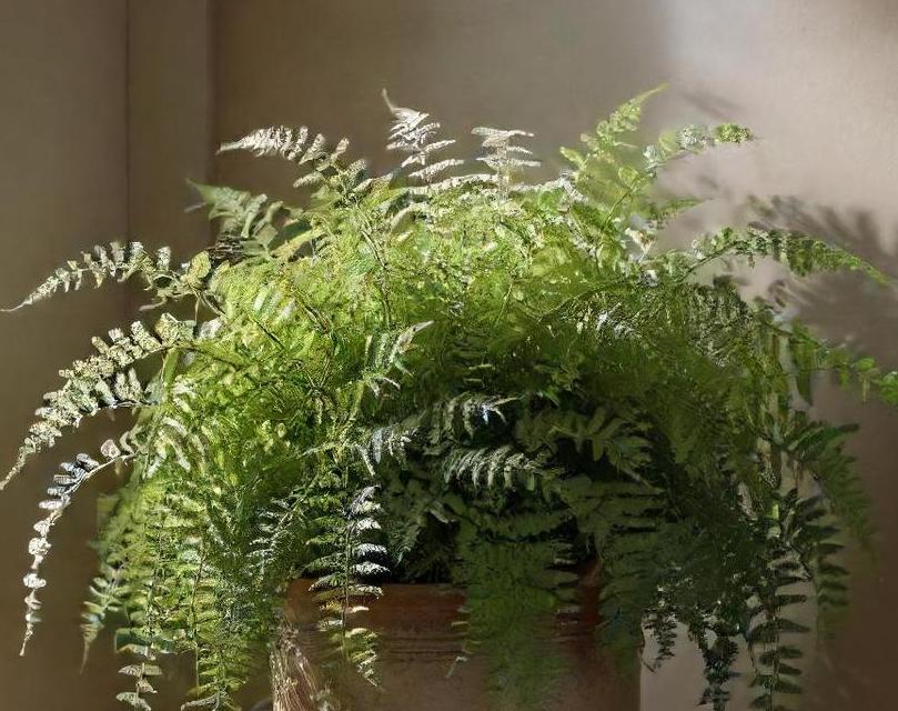 how to plant delta maidenhair fern