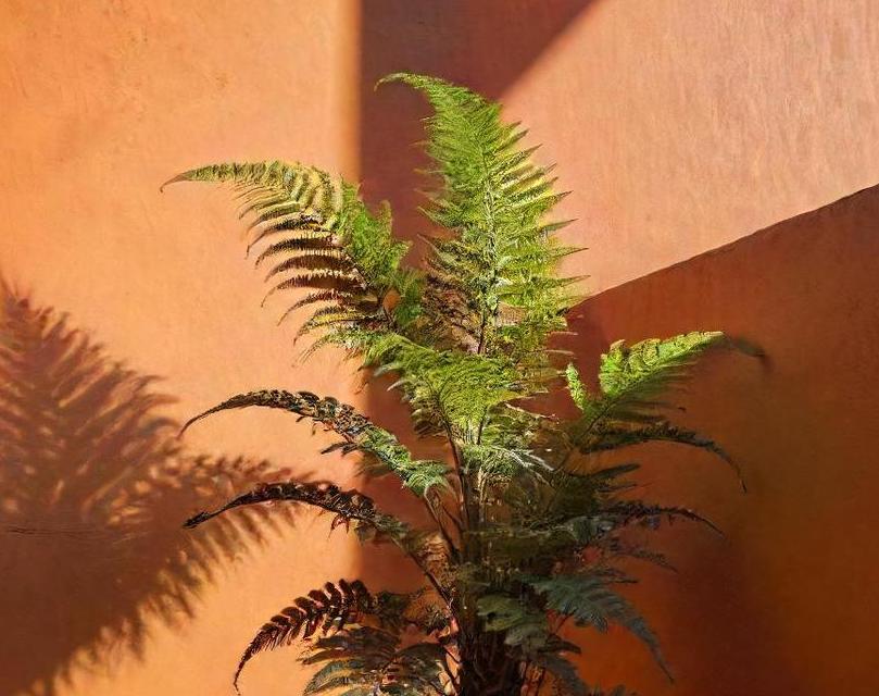 Elephant Fern