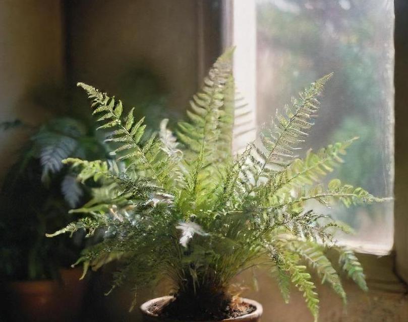 Foxtail Fern