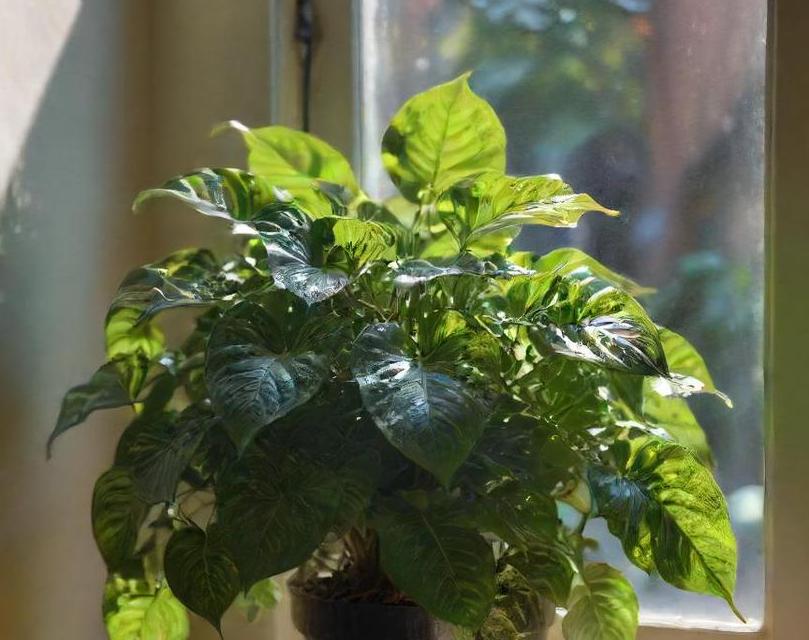 how to plant golden pothos